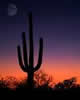Arizona Cactus