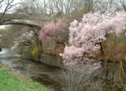 Newark Cherry Blossom Festivial