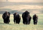 South Dakota Buffalo