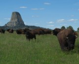 Wyoming Buffalo