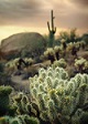 Arizona Cactus