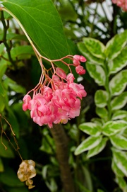 Dover Flower