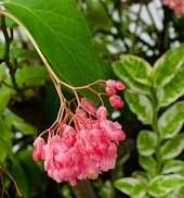 Charlotte Flower