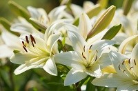 Nashua Flower Scenery