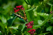 Syracuse Flower