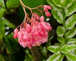Greenville Flower