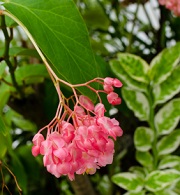 Burlington Flower